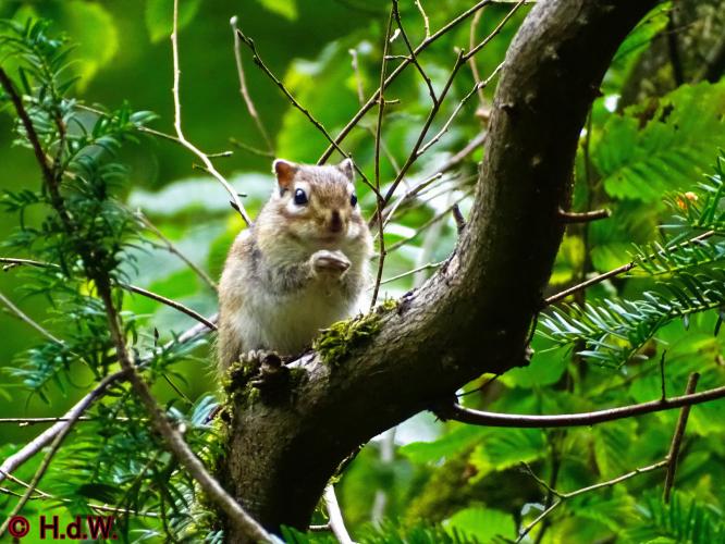 Wandelbos in Tilburg 6-7-2022 Siberische grondeekhoorn