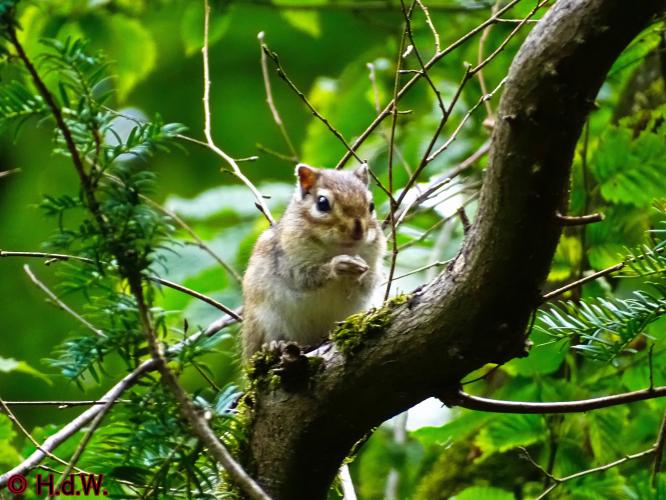 Wandelbos in Tilburg 6-7-2022 Siberische grondeekhoorn