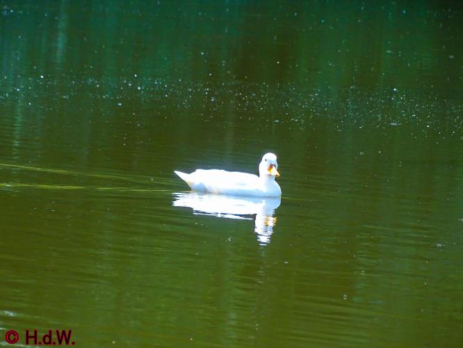 Wandelbos in Tilburg 6-7-2022 Siberische grondeekhoorn