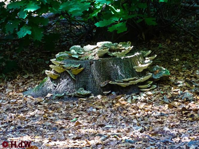 Wandelbos in Tilburg 6-7-2022 Siberische grondeekhoorn
