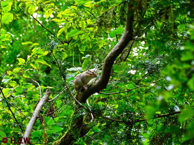 Wandelbos in Tilburg 6-7-2022 Siberische grondeekhoorn