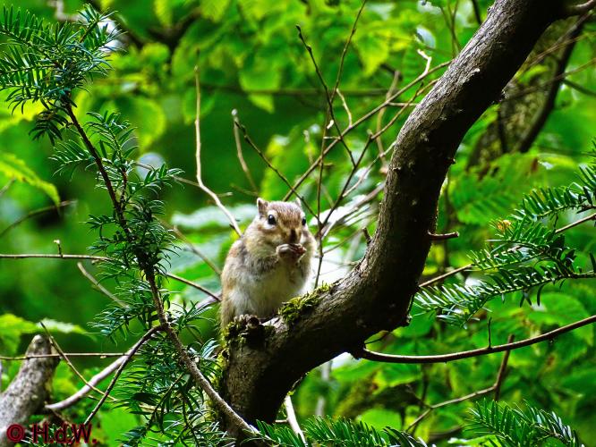 Wandelbos in Tilburg 6-7-2022 Siberische grondeekhoorn
