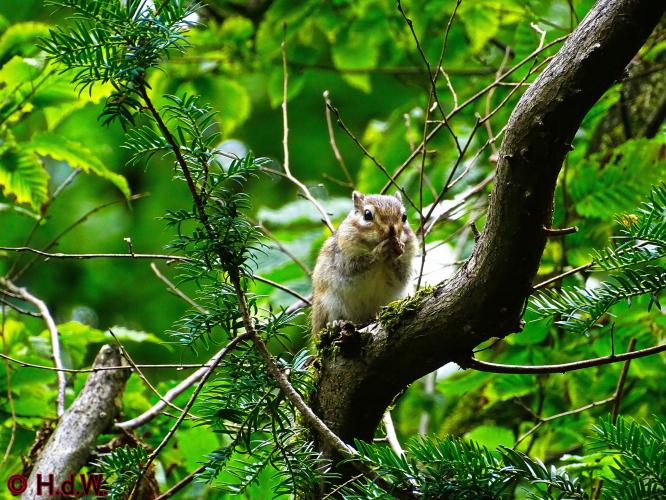 Wandelbos in Tilburg 6-7-2022 Siberische grondeekhoorn