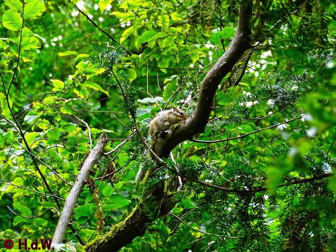 Wandelbos in Tilburg 6-7-2022 Siberische grondeekhoorn