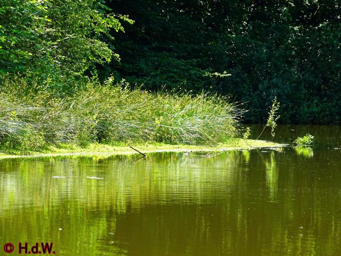 Wandelbos in Tilburg 6-7-2022 Siberische grondeekhoorn