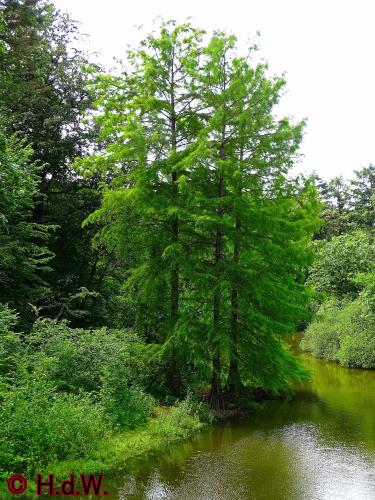 Wandelbos in Tilburg 6-7-2022 Siberische grondeekhoorn