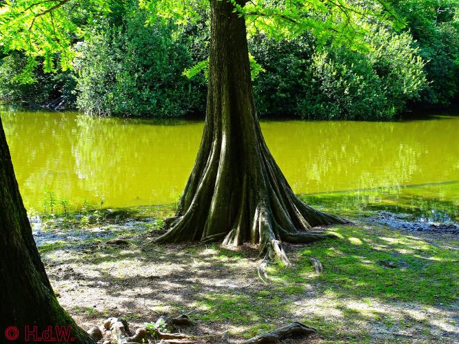 Wandelbos in Tilburg 6-7-2022 Siberische grondeekhoorn