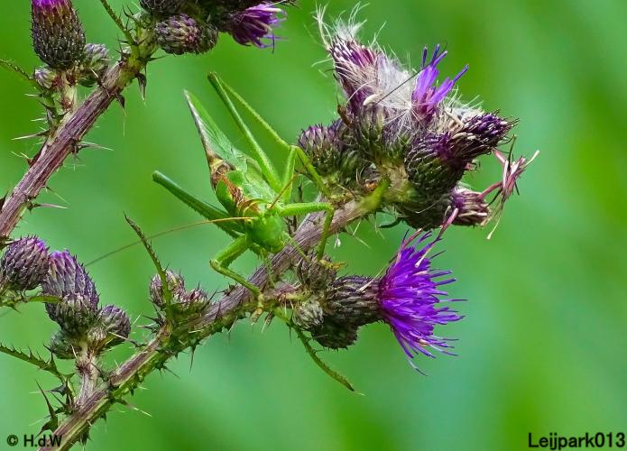 Leijpark013 6 t/m 9 juli 2022