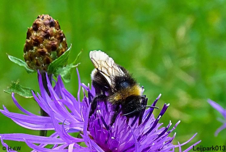 Leijpark013 6 t/m 9 juli 2022