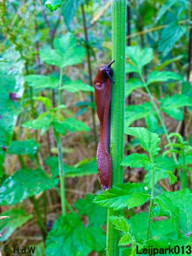 Leijpark013 6 t/m 9 juli 2022