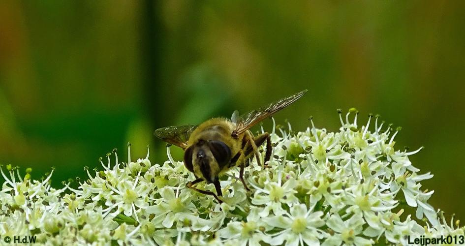 Leijpark013 6 t/m 9 juli 2022