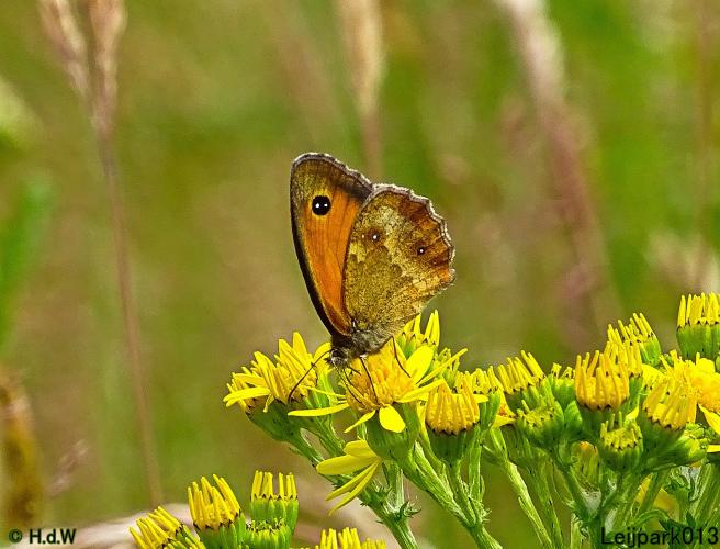Leijpark013 6 t/m 9 juli 2022
