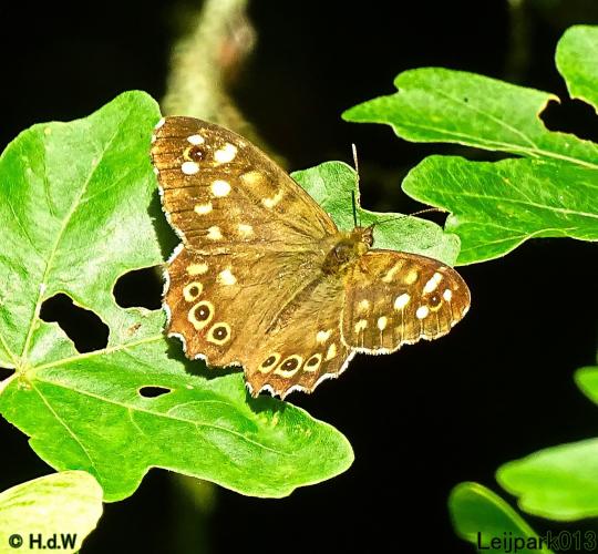 Leijpark013 6 t/m 9 juli 2022