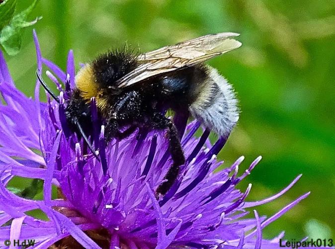 Leijpark013 6 t/m 9 juli 2022