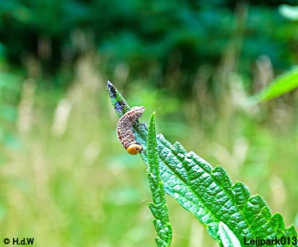 Leijpark013 6 t/m 9 juli 2022