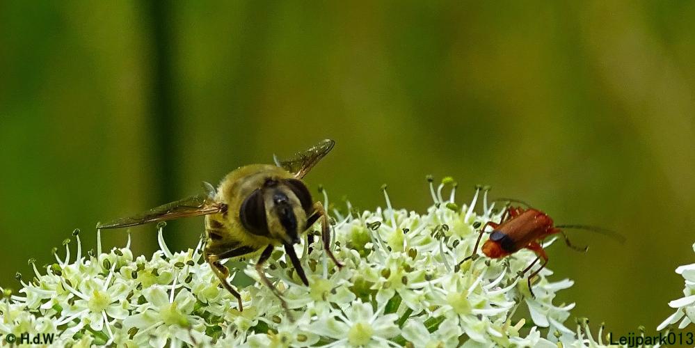 Leijpark013 6 t/m 9 juli 2022