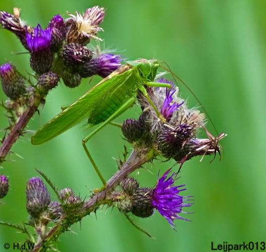 Leijpark013 6 t/m 9 juli 2022