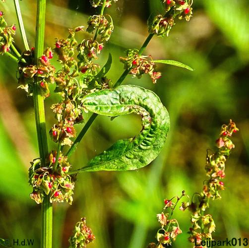 Leijpark013 6 t/m 9 juli 2022