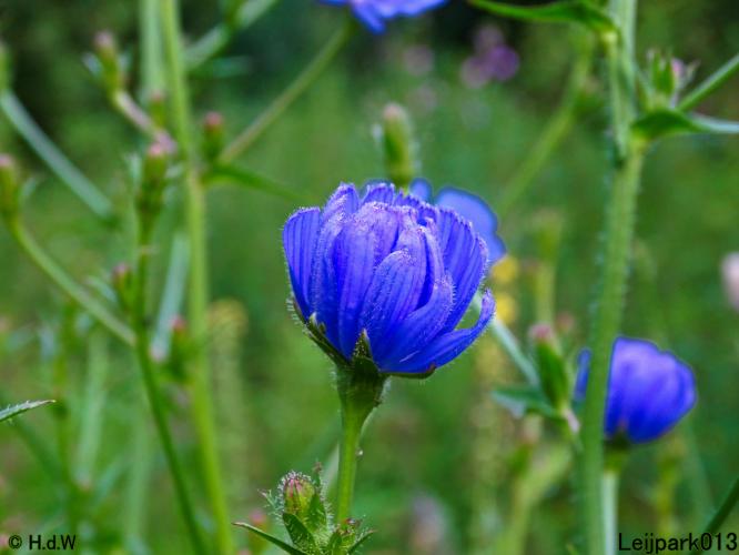 Leijpark013 6 t/m 9 juli 2022