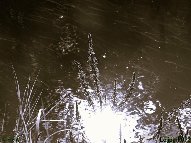 Leijpark013 6 t/m 9 juli 2022