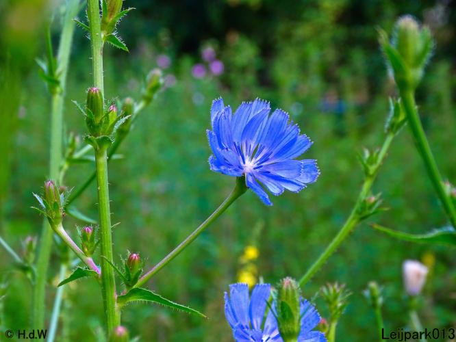 Leijpark013 6 t/m 9 juli 2022
