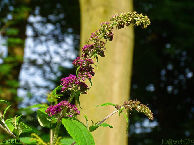 Leijpark013 6 t/m 9 juli 2022