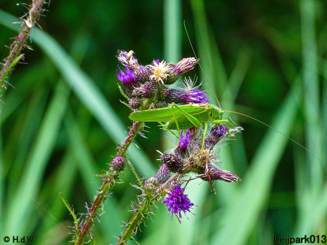 Leijpark013 6 t/m 9 juli 2022