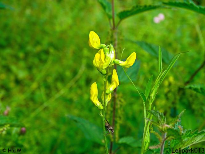 Leijpark013 6 t/m 9 juli 2022