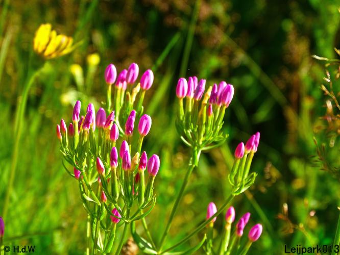 Leijpark013 6 t/m 9 juli 2022