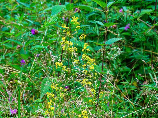 Leijpark013 6 t/m 9 juli 2022