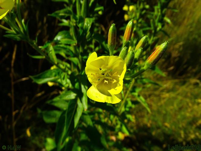 Leijpark013 6 t/m 9 juli 2022