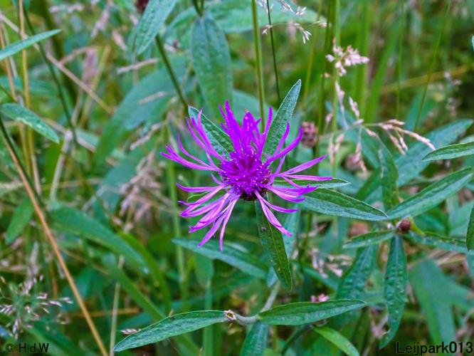 Leijpark013 6 t/m 9 juli 2022