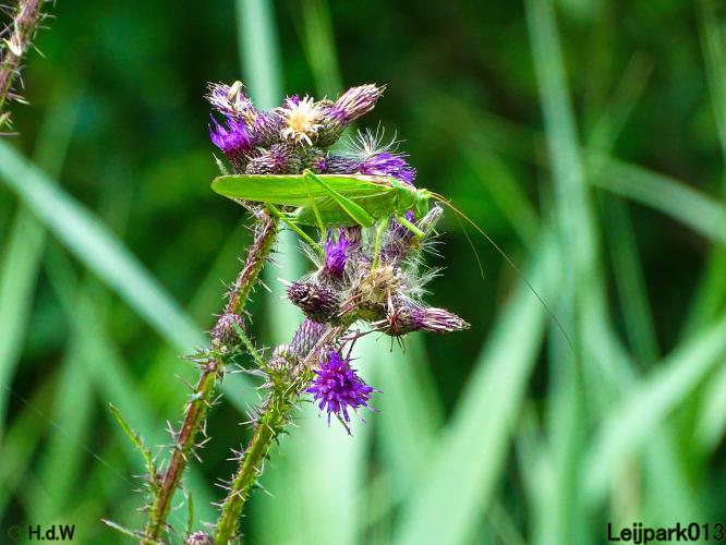 Leijpark013 6 t/m 9 juli 2022