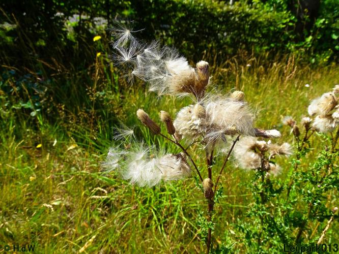 Leijpark013 6 t/m 9 juli 2022