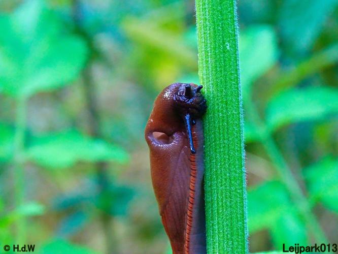 Leijpark013 6 t/m 9 juli 2022