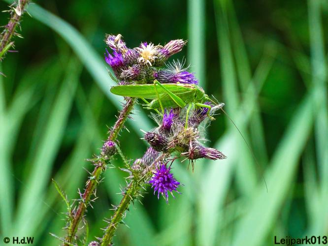 Leijpark013 6 t/m 9 juli 2022