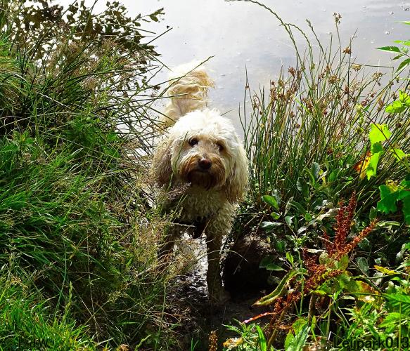 Leijpark013 Beestenboel 14 juli 2022