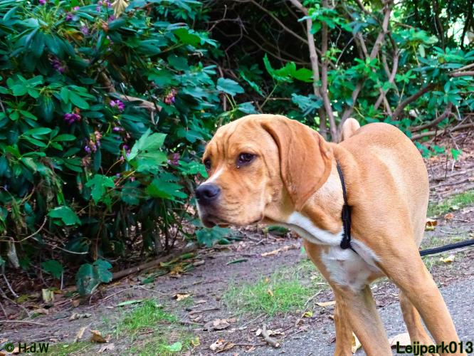 Leijpark013 Beestenboel 14 juli 2022