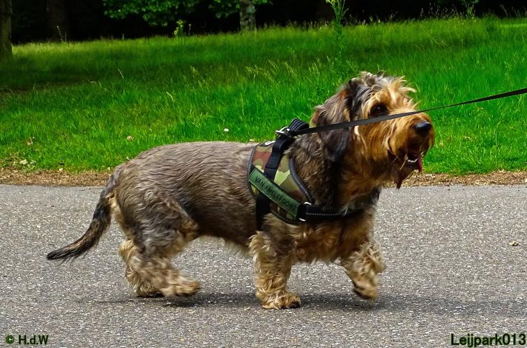 Leijpark013 Beestenboel 14 juli 2022