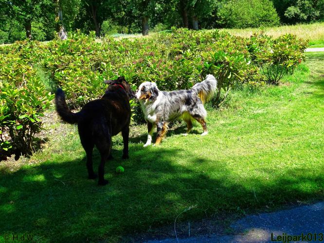 Leijpark013 Beestenboel 14 juli 2022