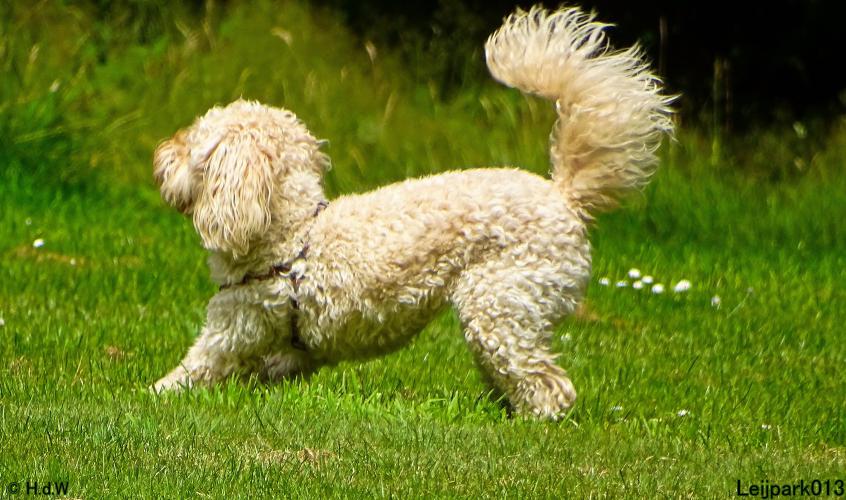 Leijpark013 Beestenboel 14 juli 2022
