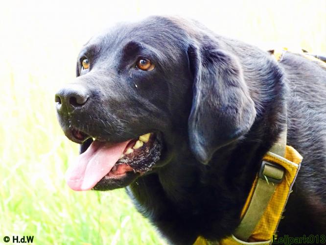 Leijpark013 Beestenboel 14 juli 2022