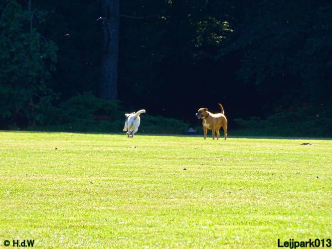 Leijpark013 Beestenboel 14 juli 2022