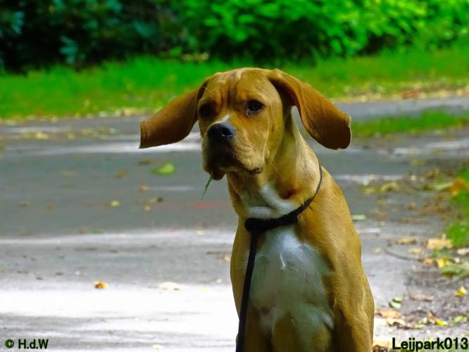 Leijpark013 Beestenboel 14 juli 2022
