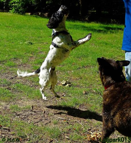 Leijpark013 Beestenboel 14 juli 2022