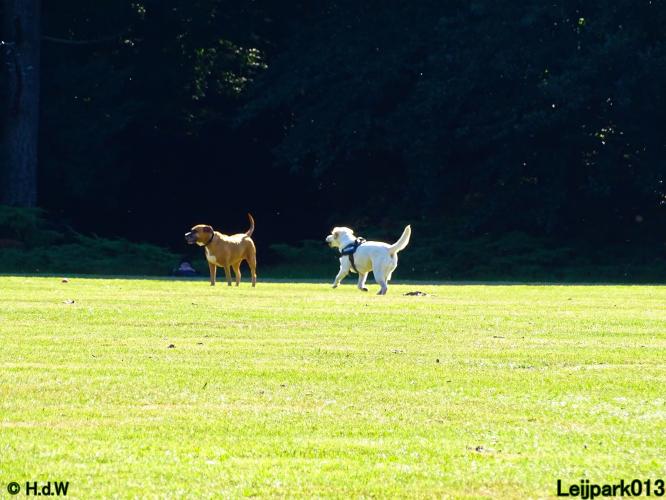Leijpark013 Beestenboel 14 juli 2022