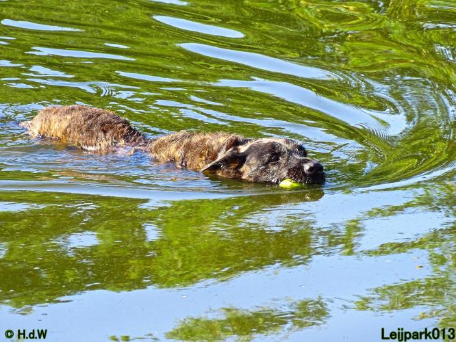Leijpark013 Beestenboel 14 juli 2022
