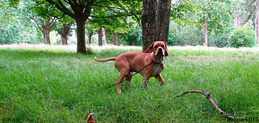 Leijpark013 Beestenboel 14 juli 2022