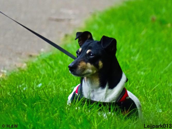 Leijpark013 Beestenboel 14 juli 2022