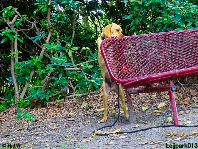 Leijpark013 Beestenboel 14 juli 2022
